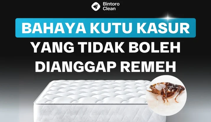 bahaya kutu kasur