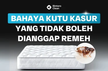 bahaya kutu kasur